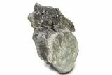 Fossil Sauropod (Camarasaurus) Caudal Vertebra - Wyoming #322933-4